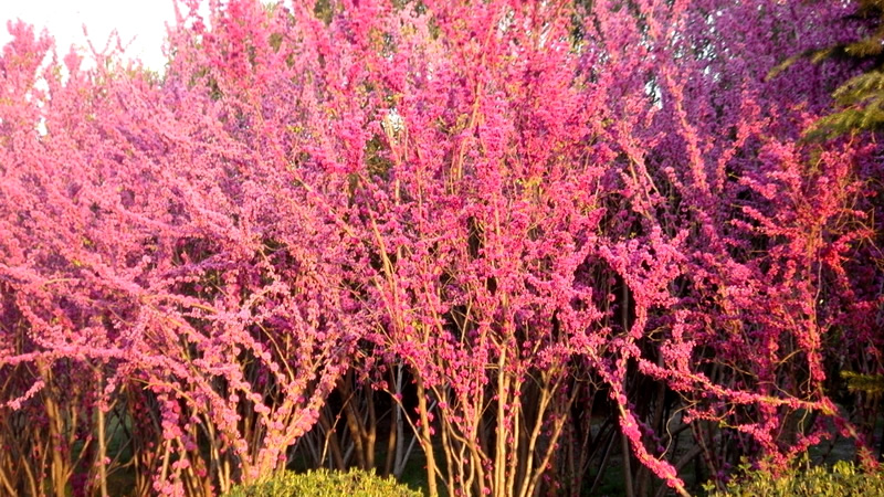 徐州市花市树图片